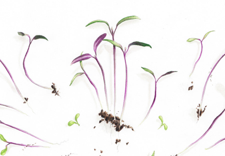 Freshly Plucked Sprouts art print closeup