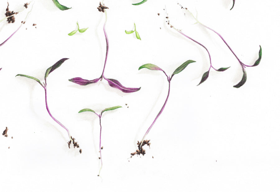 Freshly Plucked Sprouts art print closeup