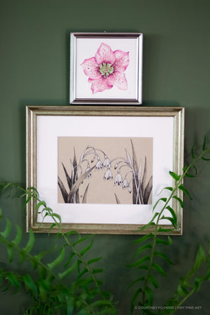 Pink Hellebore Flower Specimen - Archival Print