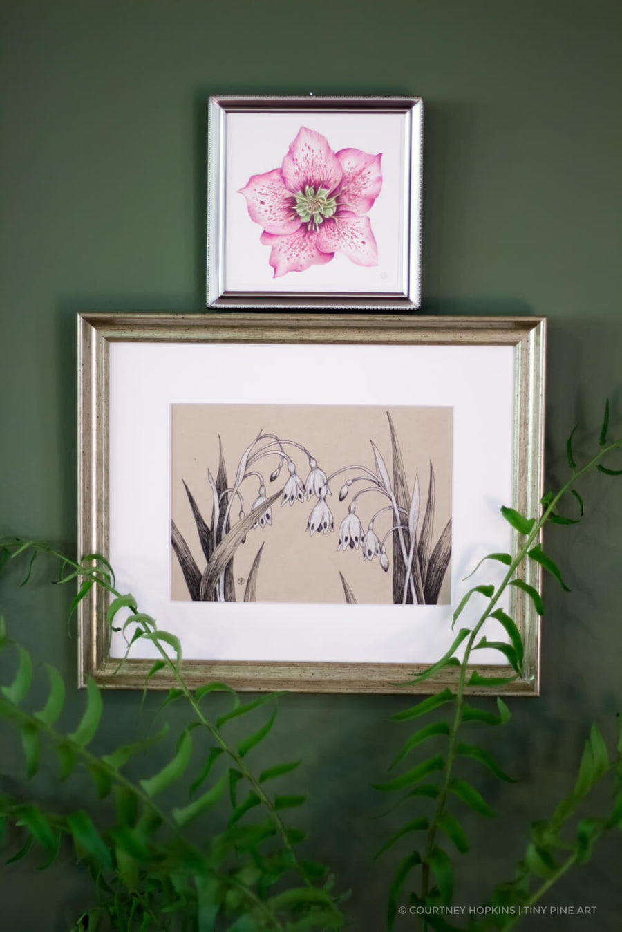 Pink Hellebore Flower Specimen - Archival Print