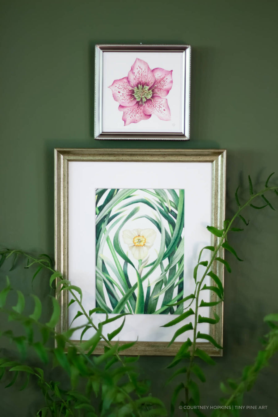 Pink Hellebore Flower Specimen - Archival Print