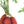 Load image into Gallery viewer, Heirloom Purple Carrot painting closeup
