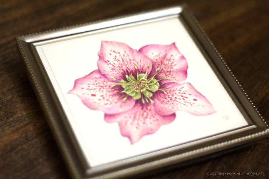 Pink Hellebore Flower Specimen - Archival Print