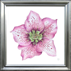 Pink Hellebore Flower Specimen - Archival Print