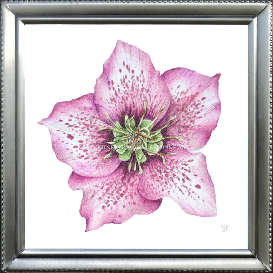 Pink Hellebore Flower Specimen - Archival Print