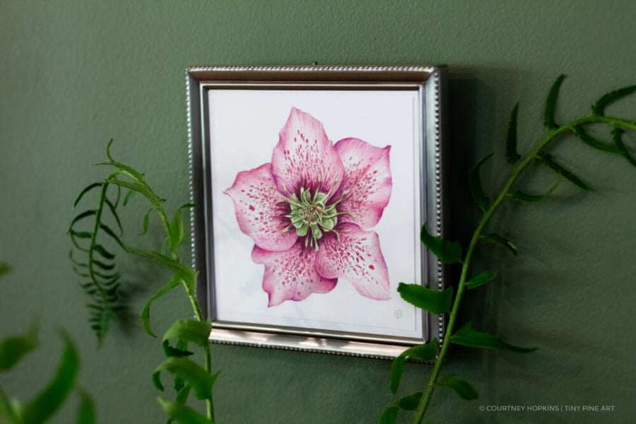 Pink Hellebore Flower Specimen - Archival Print
