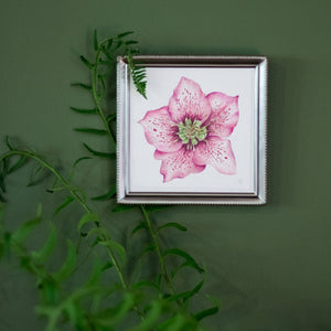 Pink Hellebore Flower Specimen - Archival Print