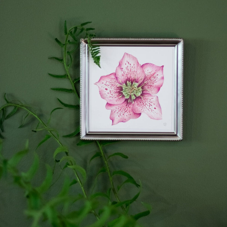 Pink Hellebore Flower Specimen - Archival Print