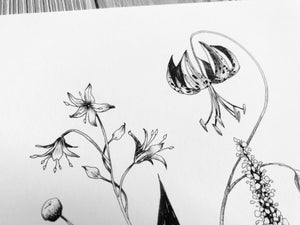Appalachian Wildflowers closeup detail