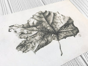 Fallen Sycamore art print close up
