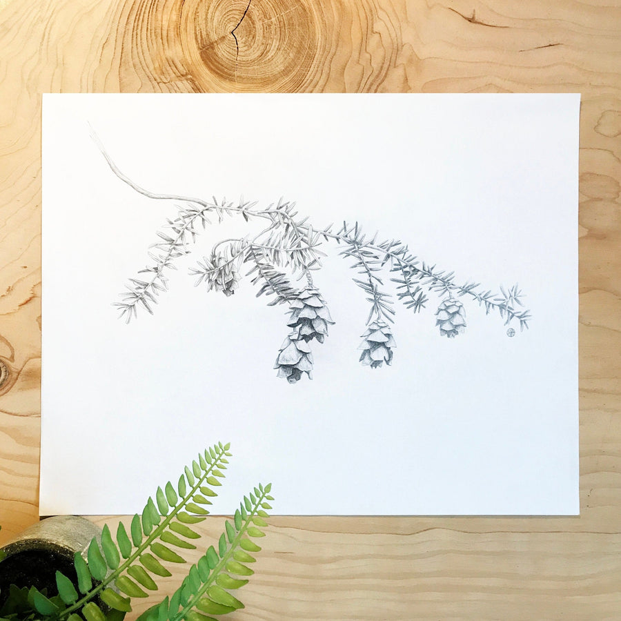 Hemlock Branch & Pinecones Print on wood background