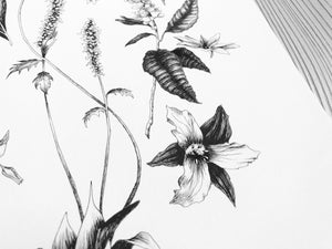 Appalachian Wildflowers closeup detail