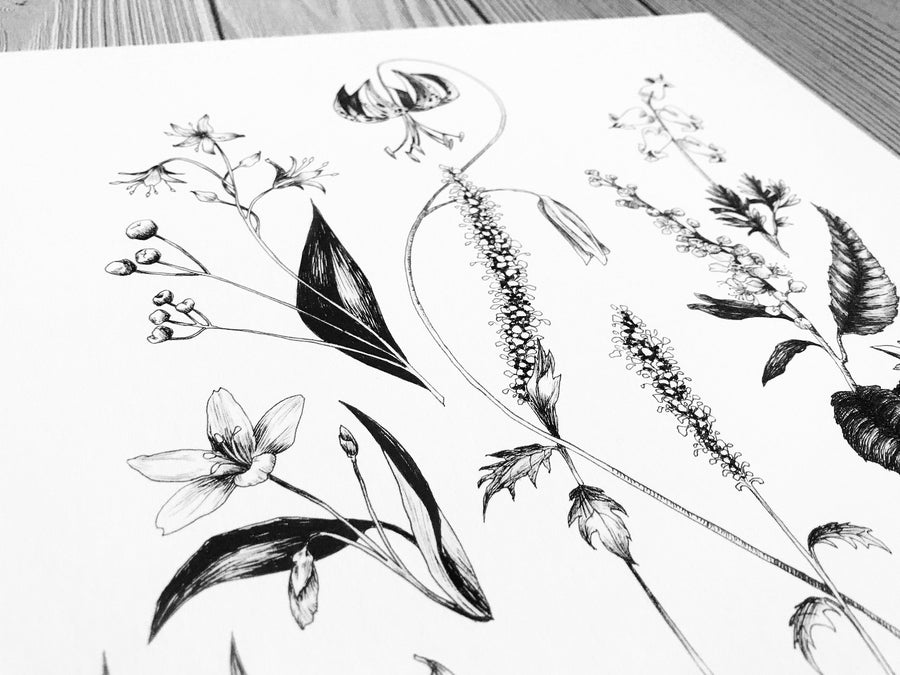 Appalachian Wildflowers closeup detail