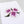 Load image into Gallery viewer, Purple &amp; Peach Morning Glory Flowers Print close up
