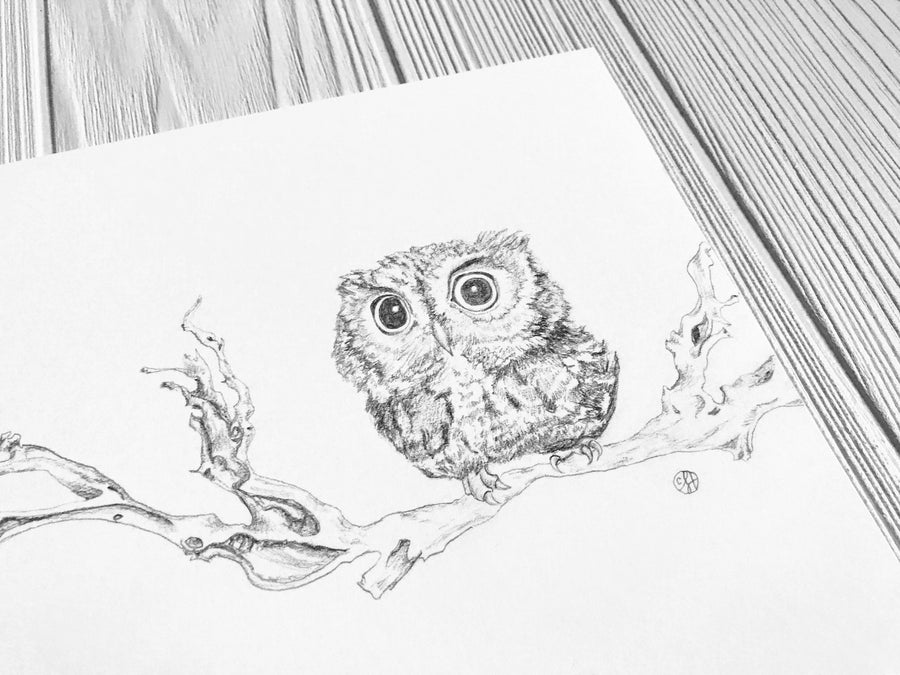 Little Owl On Branch Print closeup
