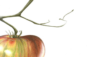 Ripening tomato art print close up