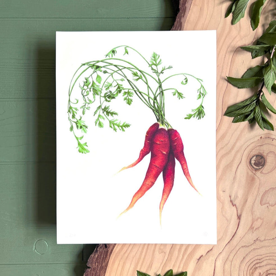 Heirloom Purple Carrots - Limited Edition Print