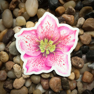 Hellebore Sticker - Eco-Friendly
