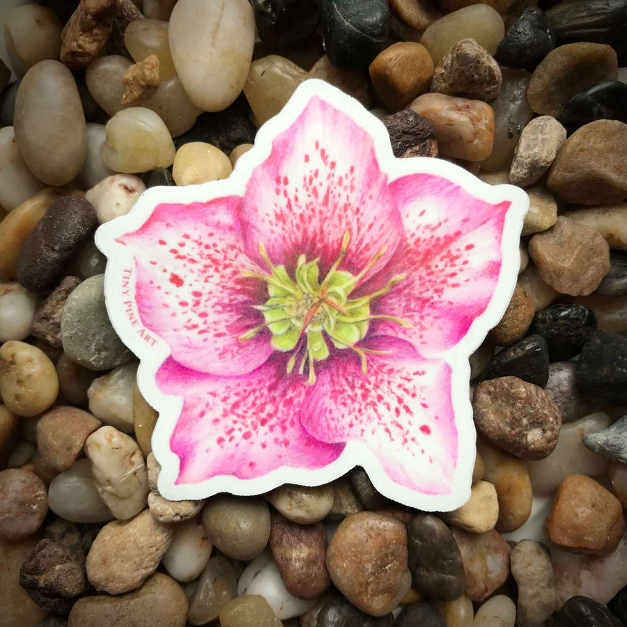 Hellebore Sticker - Eco-Friendly