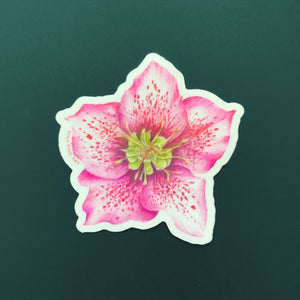 Hellebore Sticker - Eco-Friendly