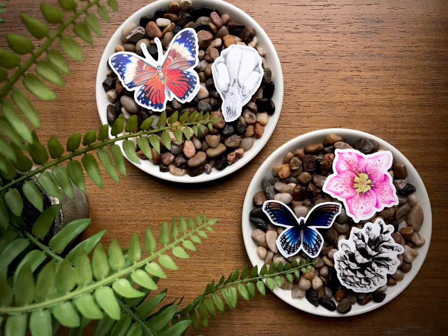Pinecone Sticker - Eco-Friendly
